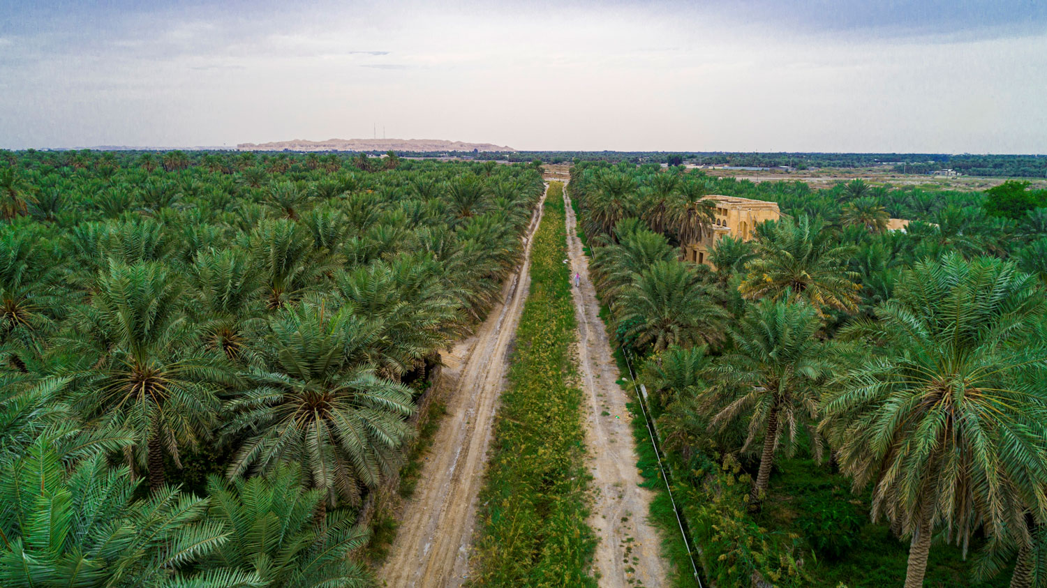 Date palms in Al-Ahsa