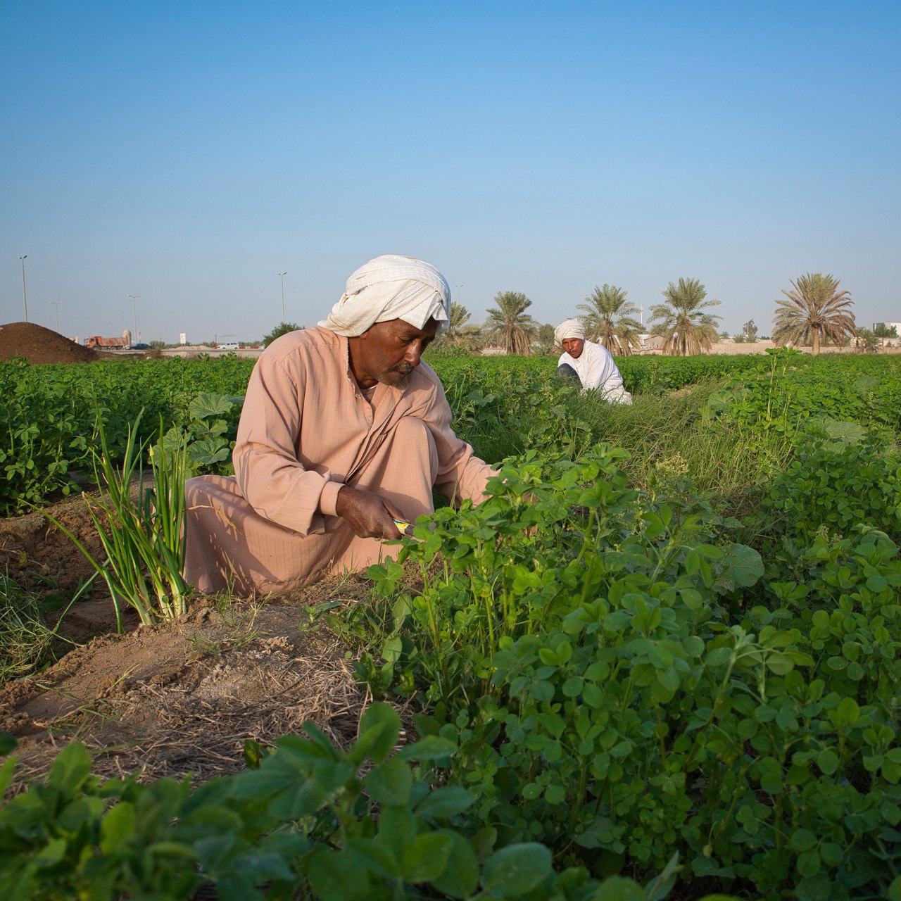 Farming in Al-Ahsa